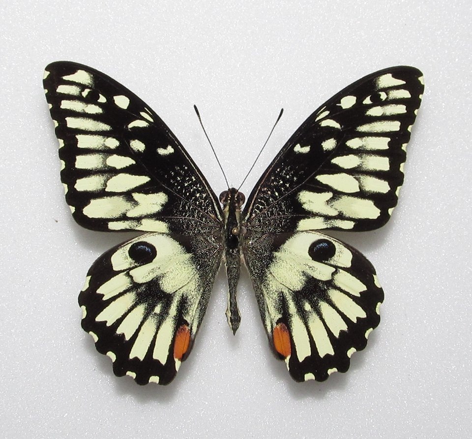 Papilio demoleus (aberration, Alex Bic) (Internet Image property of respective owner, non-commercial use only)